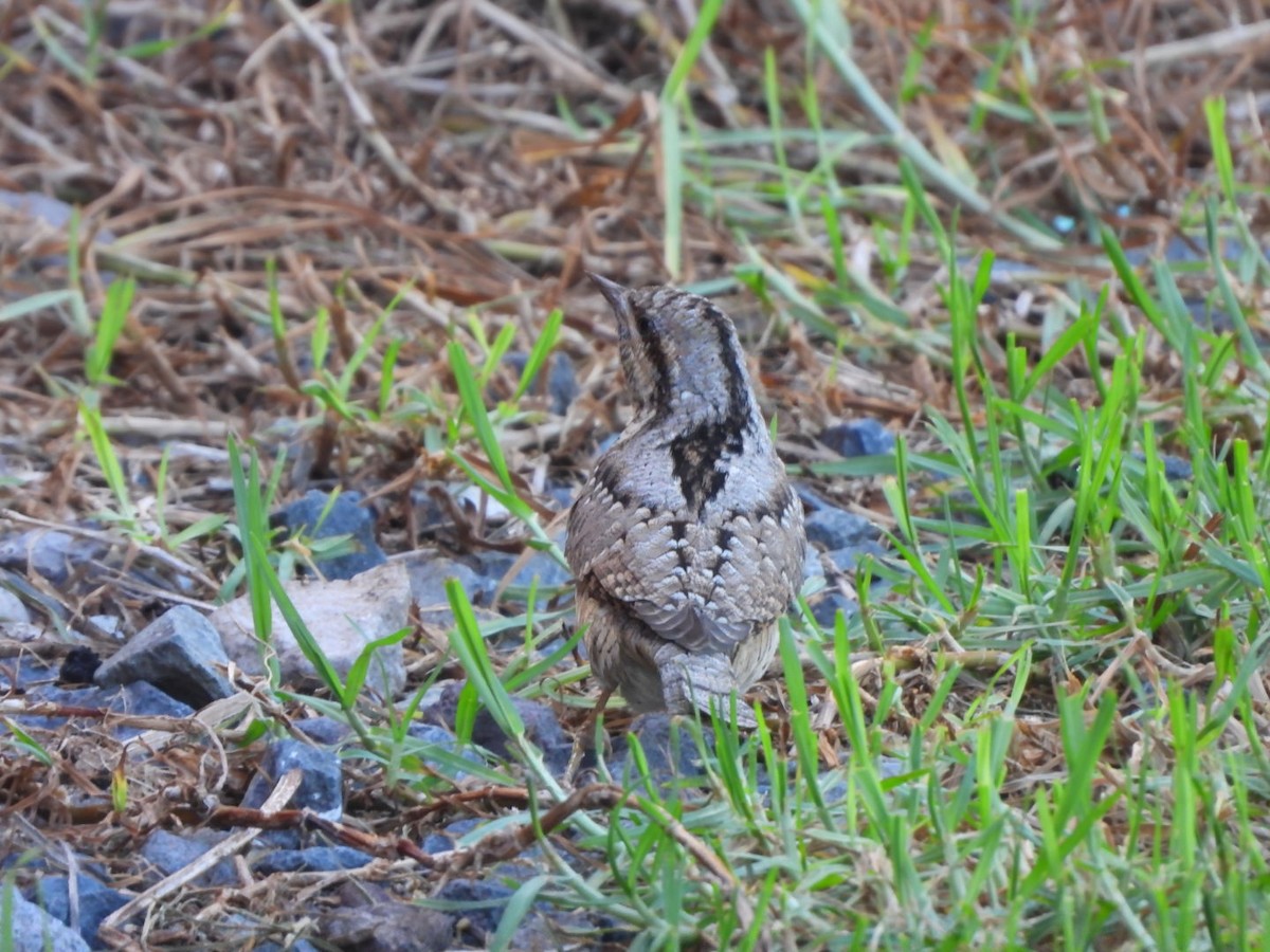 Eurasian Wryneck - ML643271151