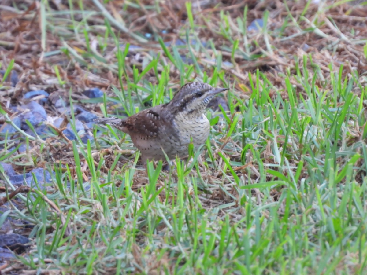 Eurasian Wryneck - ML643271152