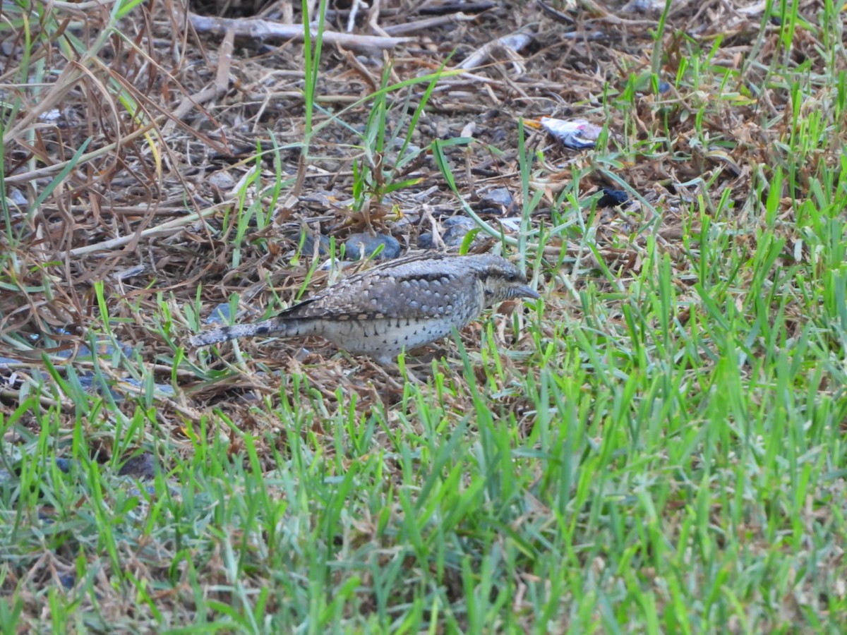 Eurasian Wryneck - ML643271153