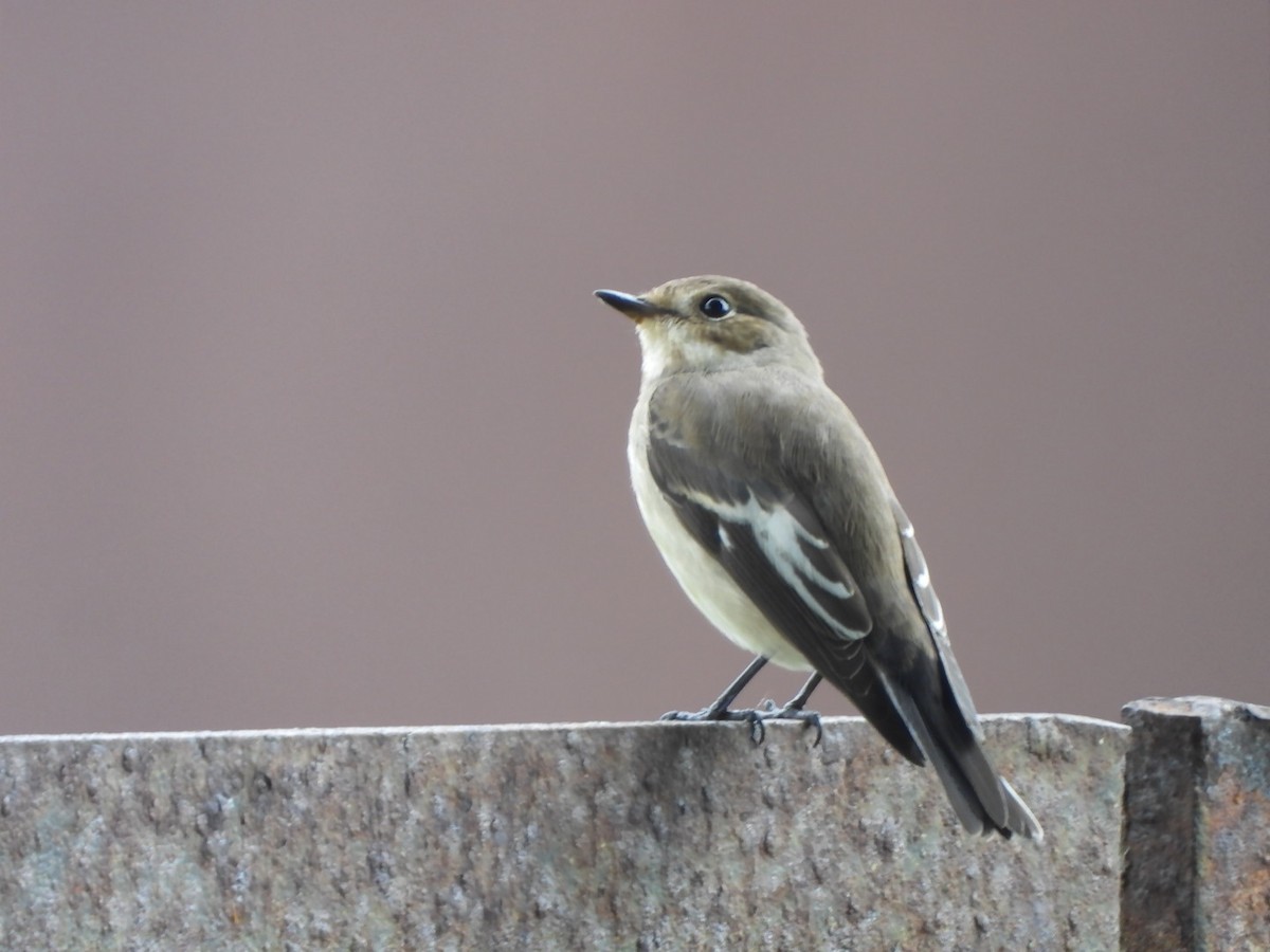 European Pied Flycatcher - ML643271156