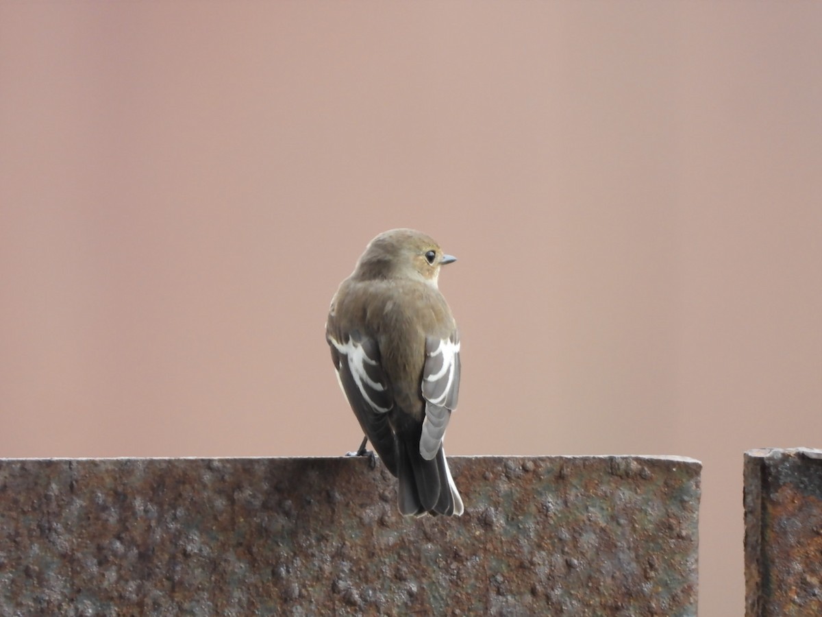 European Pied Flycatcher - ML643271157