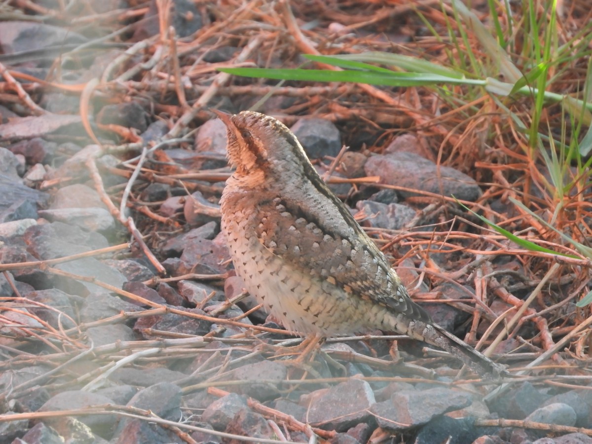 Eurasian Wryneck - ML643271158