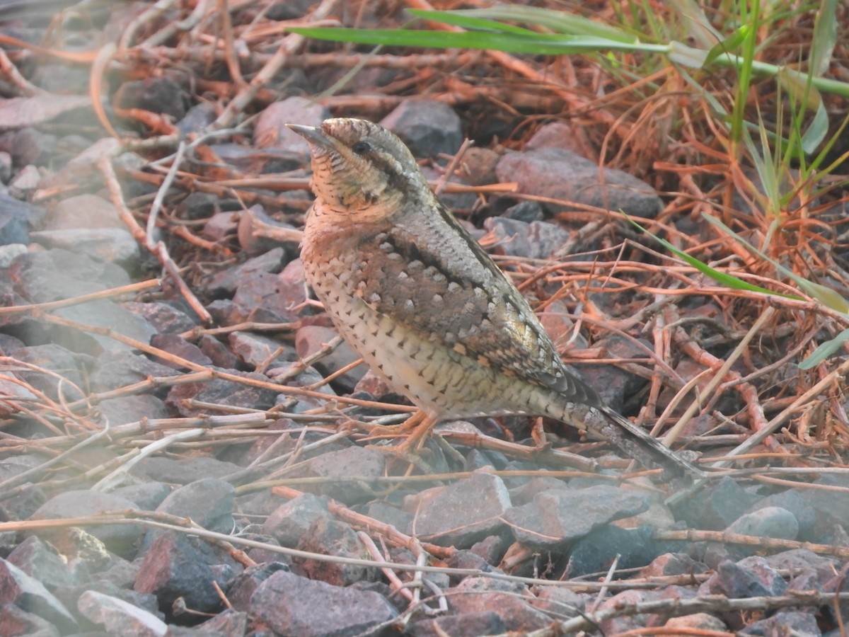 Eurasian Wryneck - ML643271159