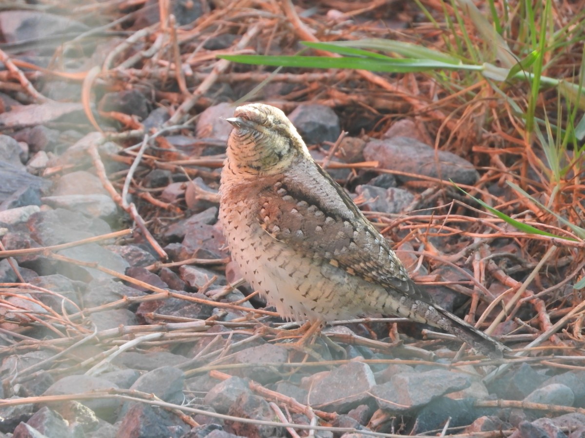 Eurasian Wryneck - ML643271160