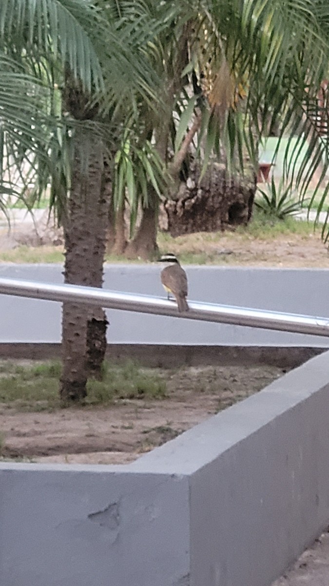 Great Kiskadee - ML643271169