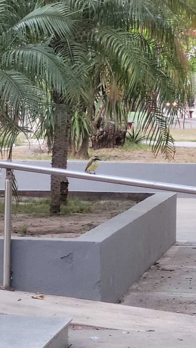 Great Kiskadee - ML643271170