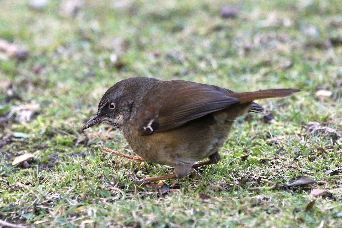 Tasmanian Scrubwren - ML643271171