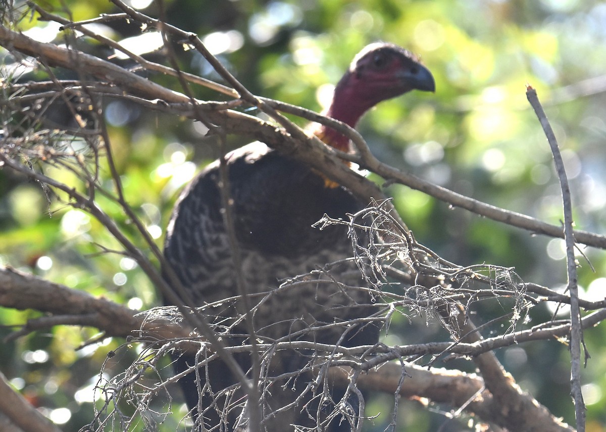 Australian Brushturkey - ML643271178