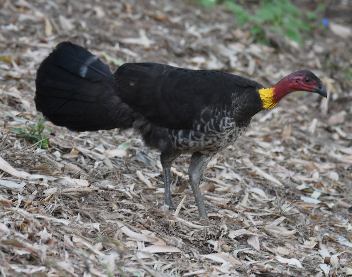 Australian Brushturkey - ML643271180