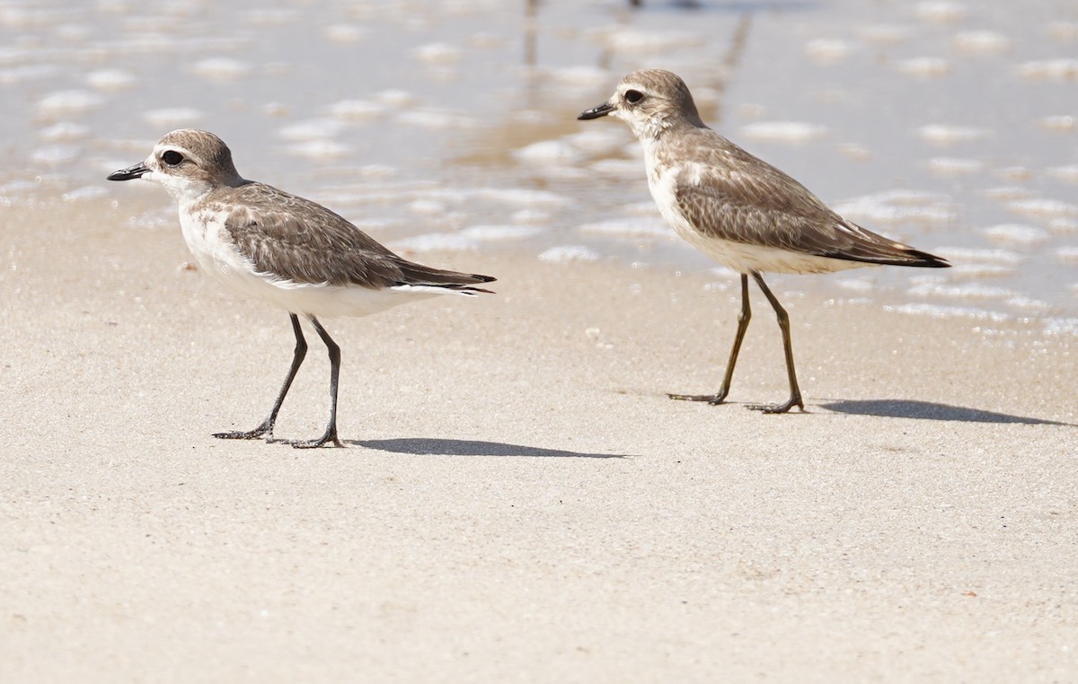 Greater Sand-Plover - ML643271184