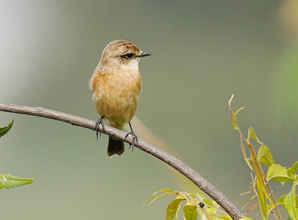 Siberian Stonechat - ML643271191
