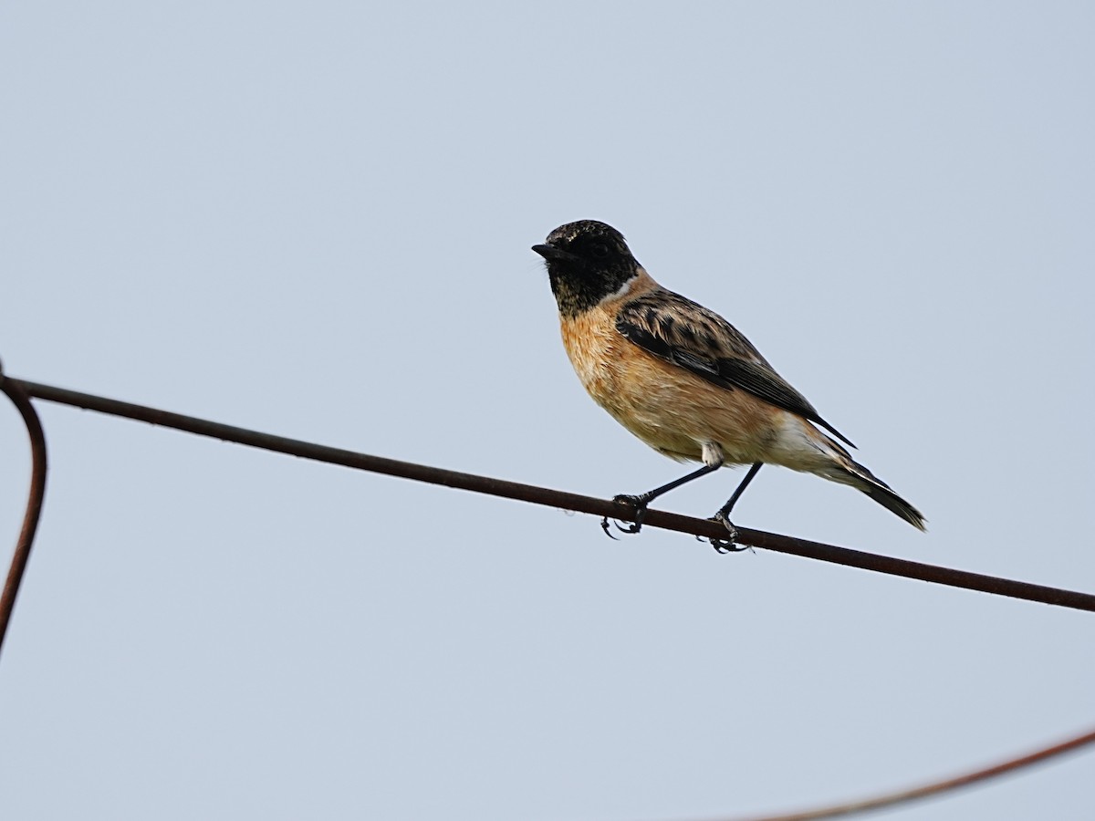 Siberian Stonechat - ML643271221