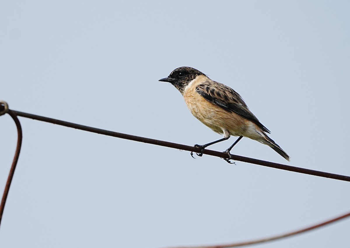 Siberian Stonechat - ML643271222
