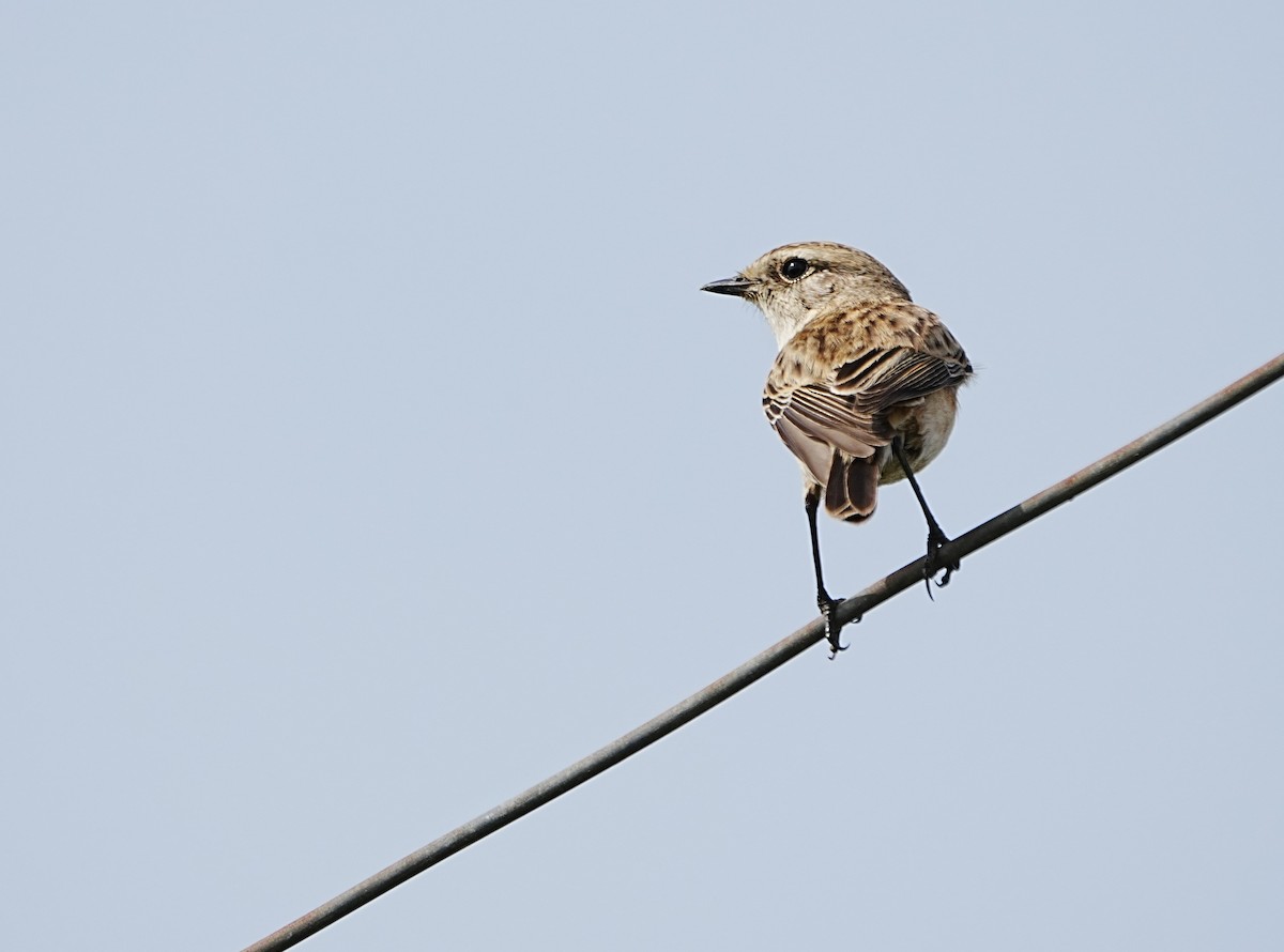 Siberian Stonechat - ML643271223