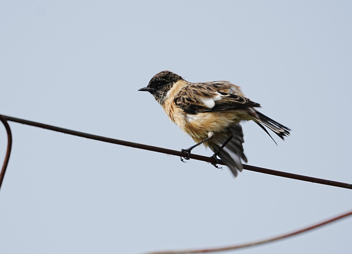 Siberian Stonechat - ML643271224