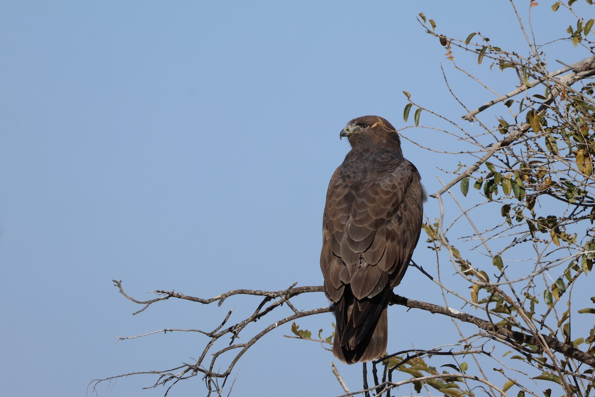 Upland Buzzard - ML643271230