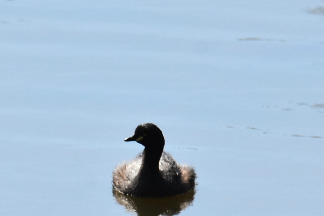 Australasian Grebe - ML643271235