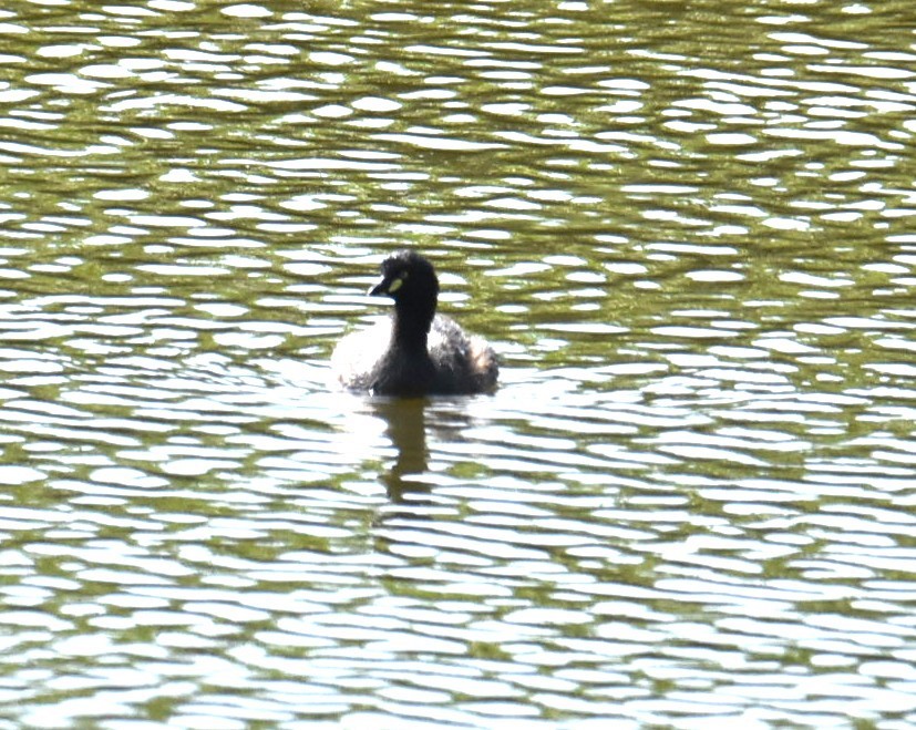 Australasian Grebe - ML643271236