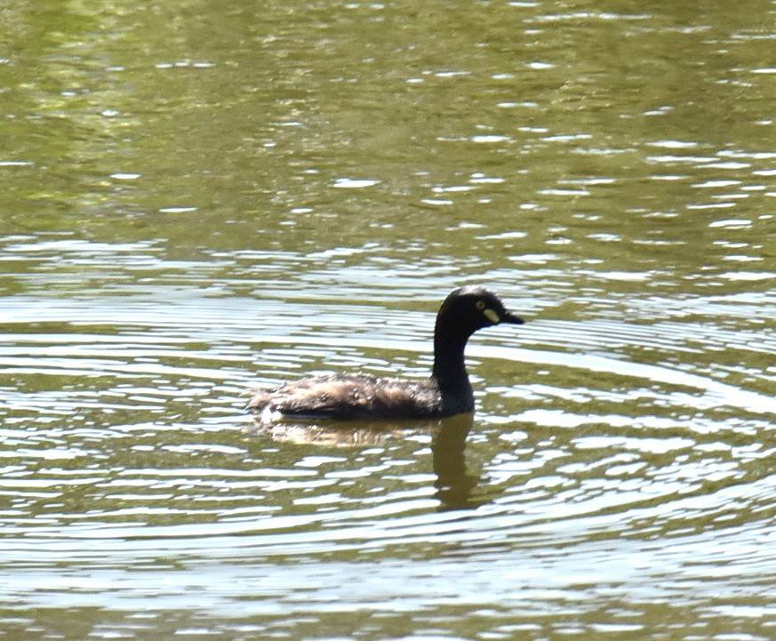 Australasian Grebe - ML643271237