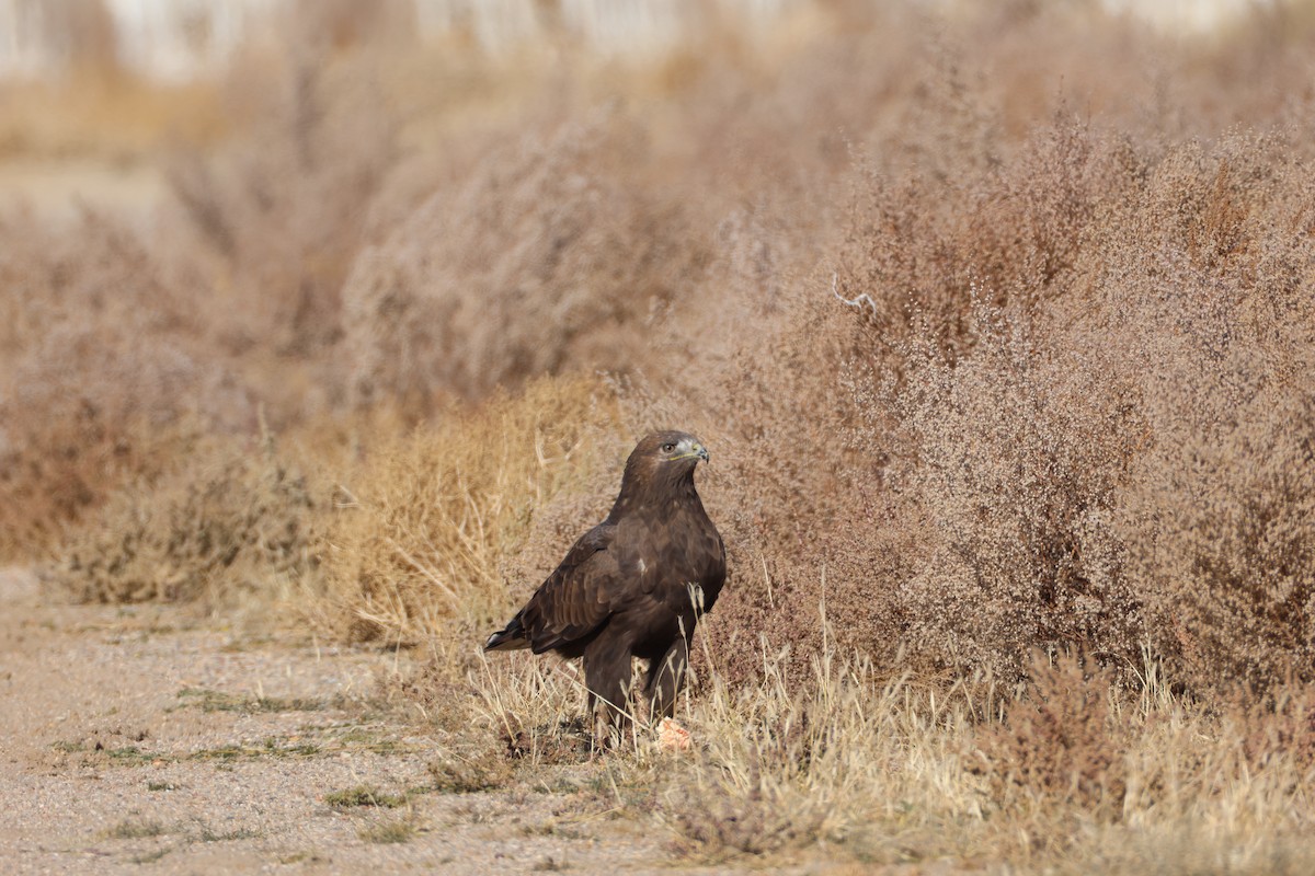 Upland Buzzard - ML643271239