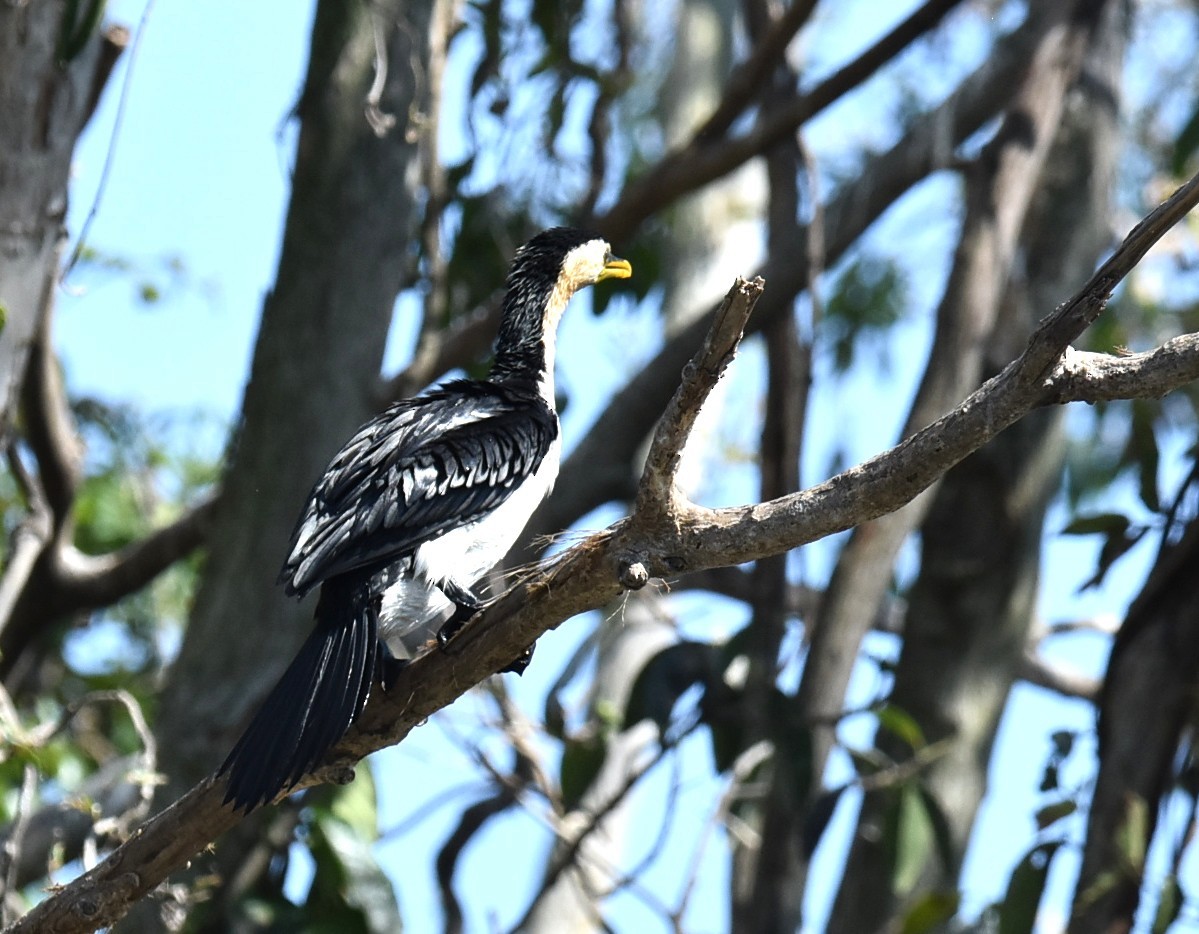 Little Pied Cormorant - ML643271240