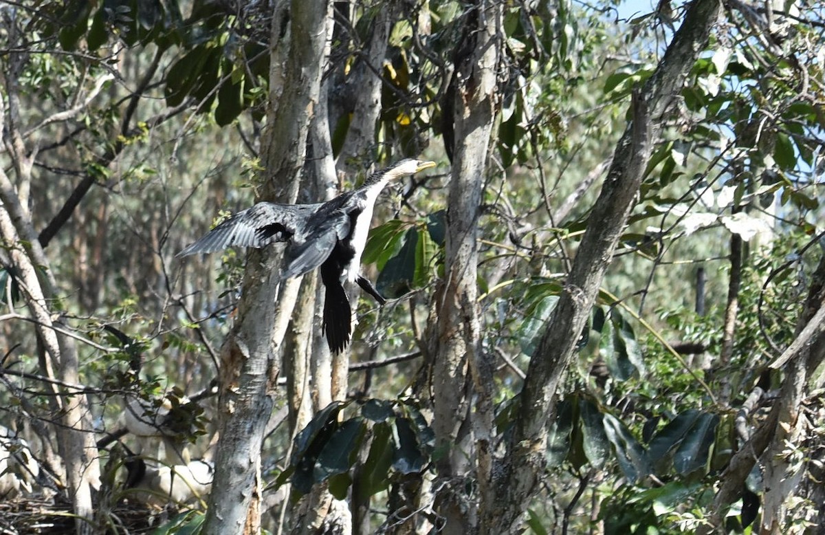 Little Pied Cormorant - ML643271242