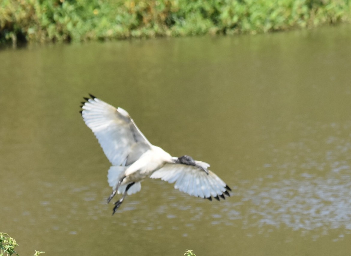 Australian Ibis - ML643271255