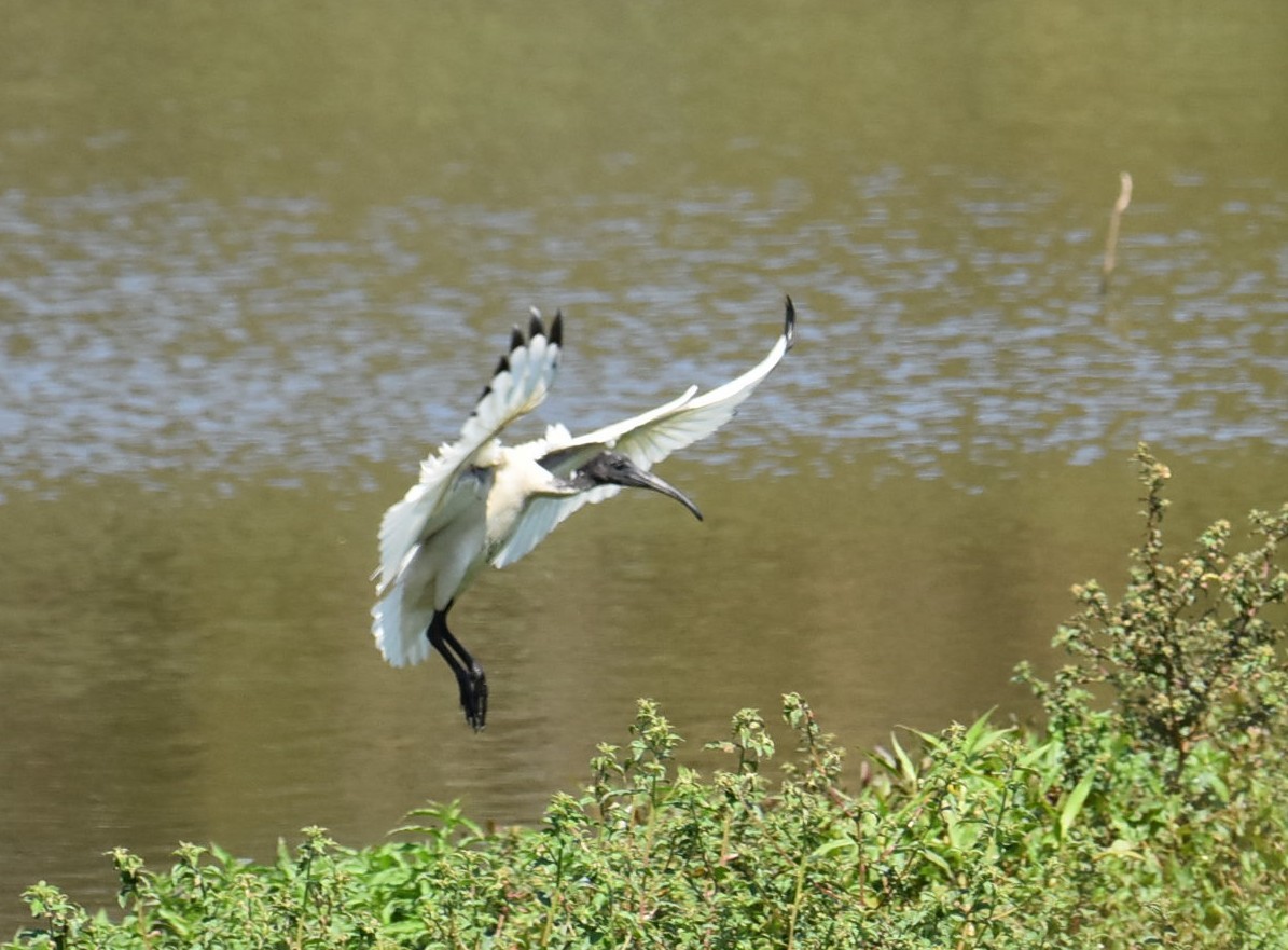 Australian Ibis - ML643271256