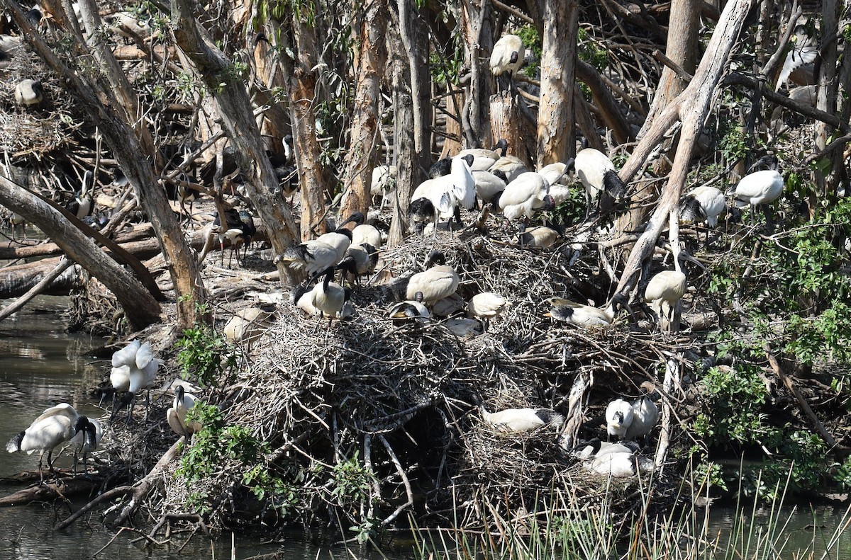 Australian Ibis - ML643271272