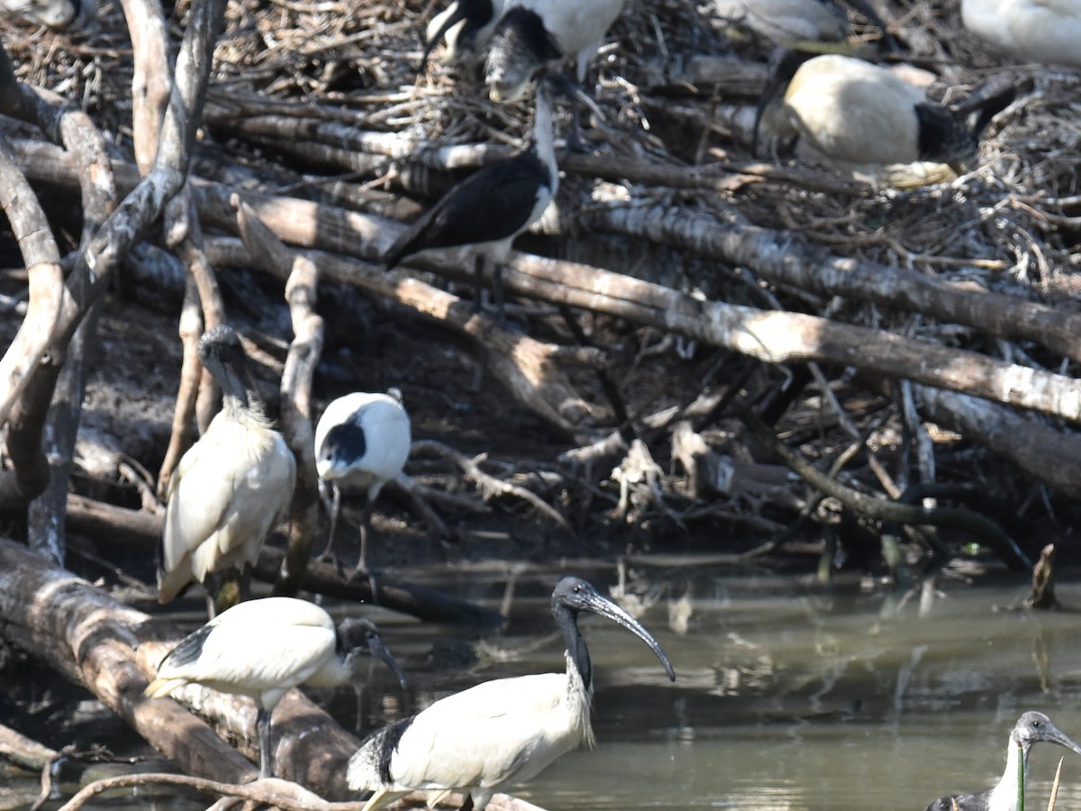 Australian Ibis - ML643271274