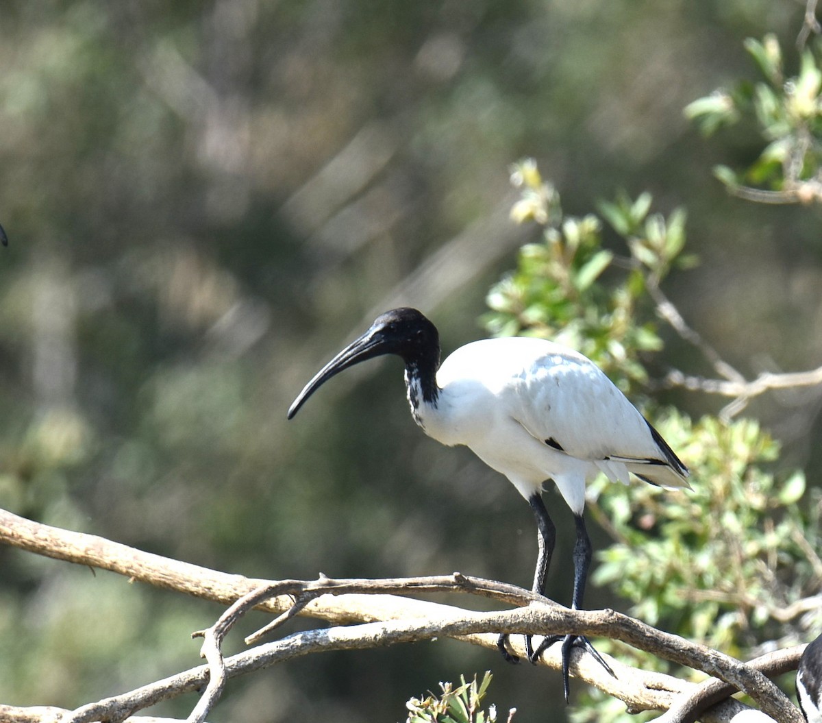 Australian Ibis - ML643271275