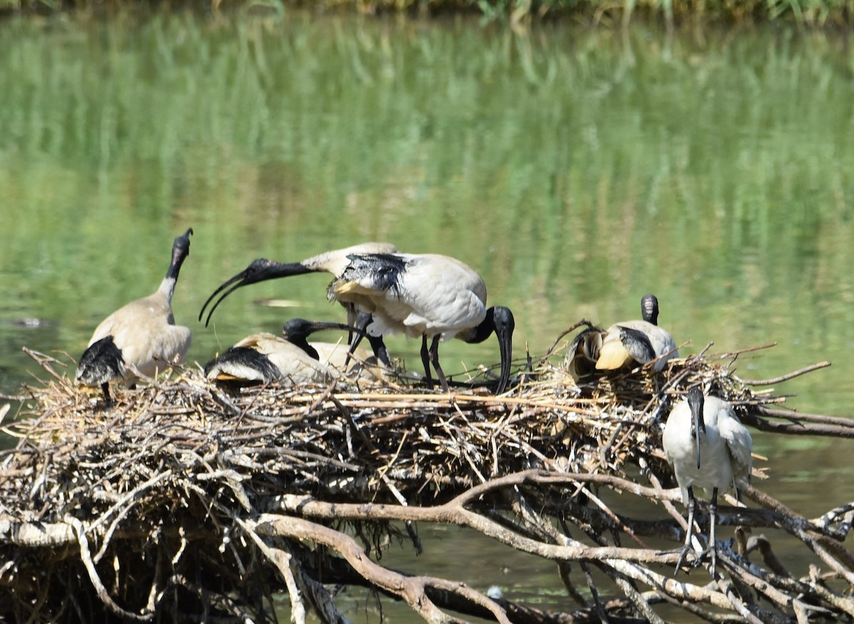 Australian Ibis - ML643271278