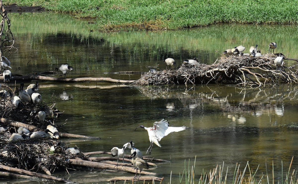 Australian Ibis - ML643271279