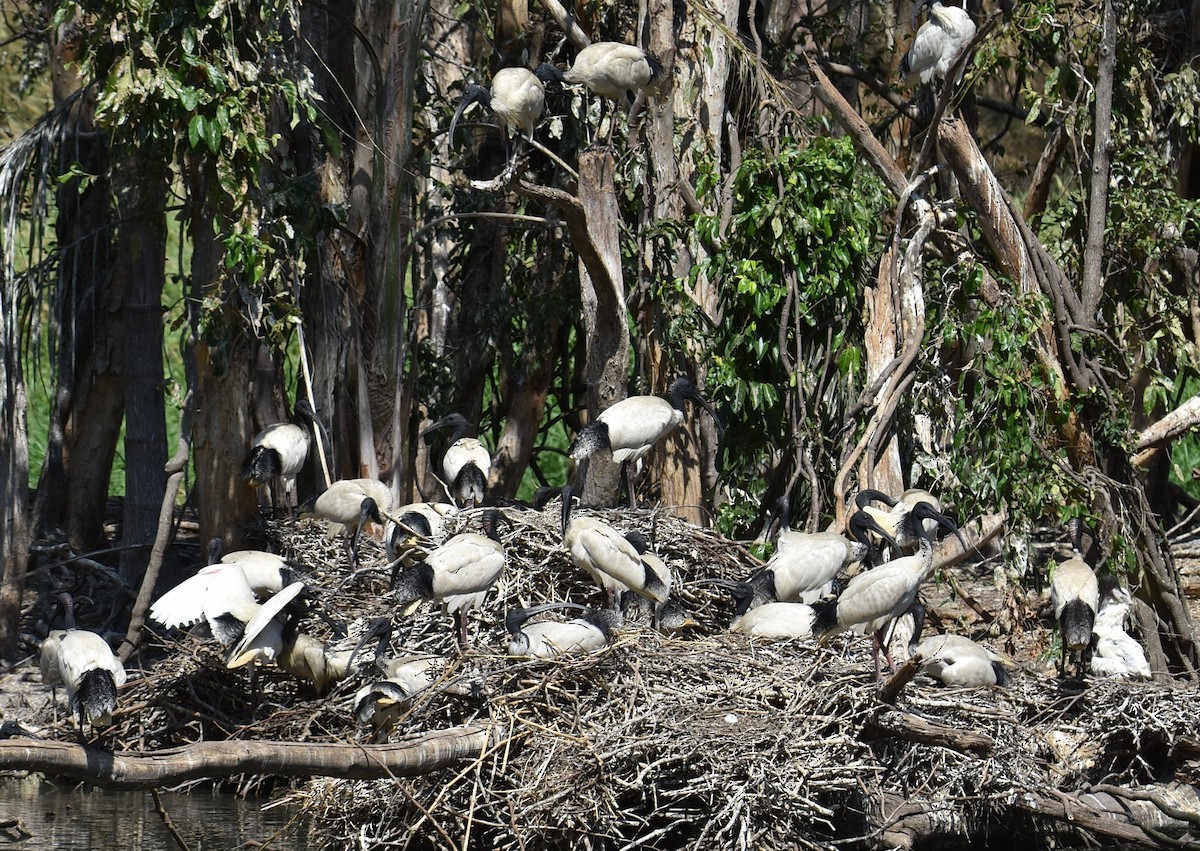 Australian Ibis - ML643271280