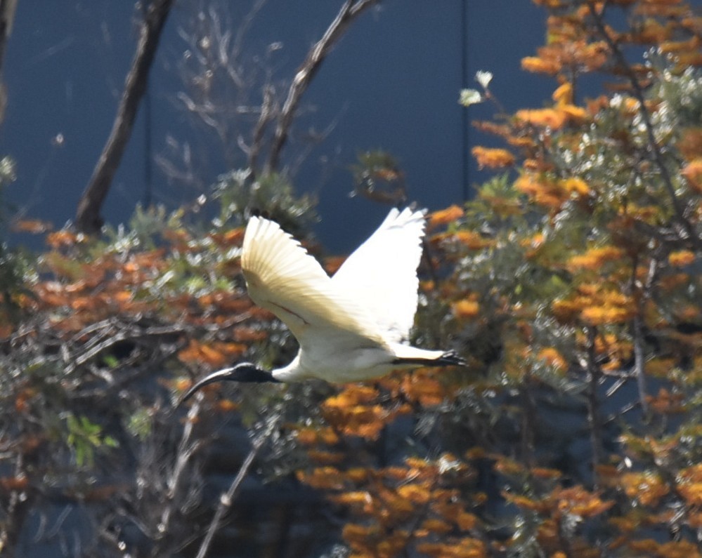 Australian Ibis - ML643271289