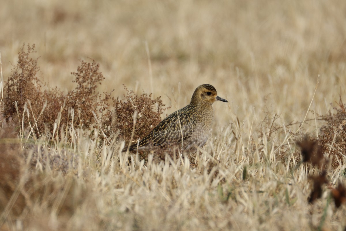 Pacific Golden-Plover - ML643271293