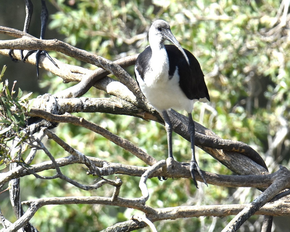 Straw-necked Ibis - ML643271294