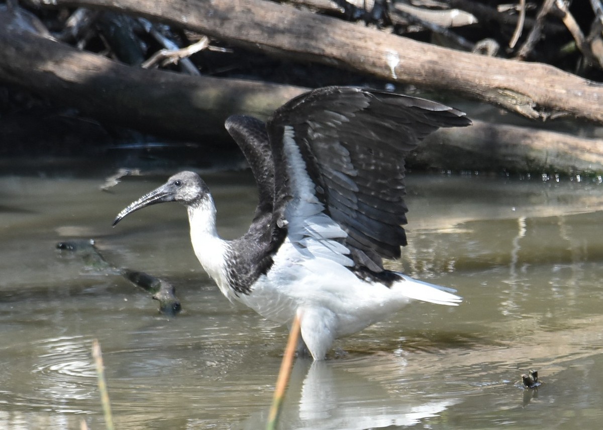 Straw-necked Ibis - ML643271295