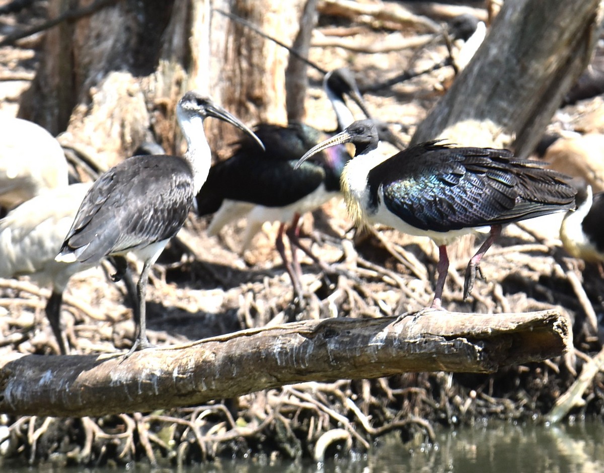 Straw-necked Ibis - ML643271296
