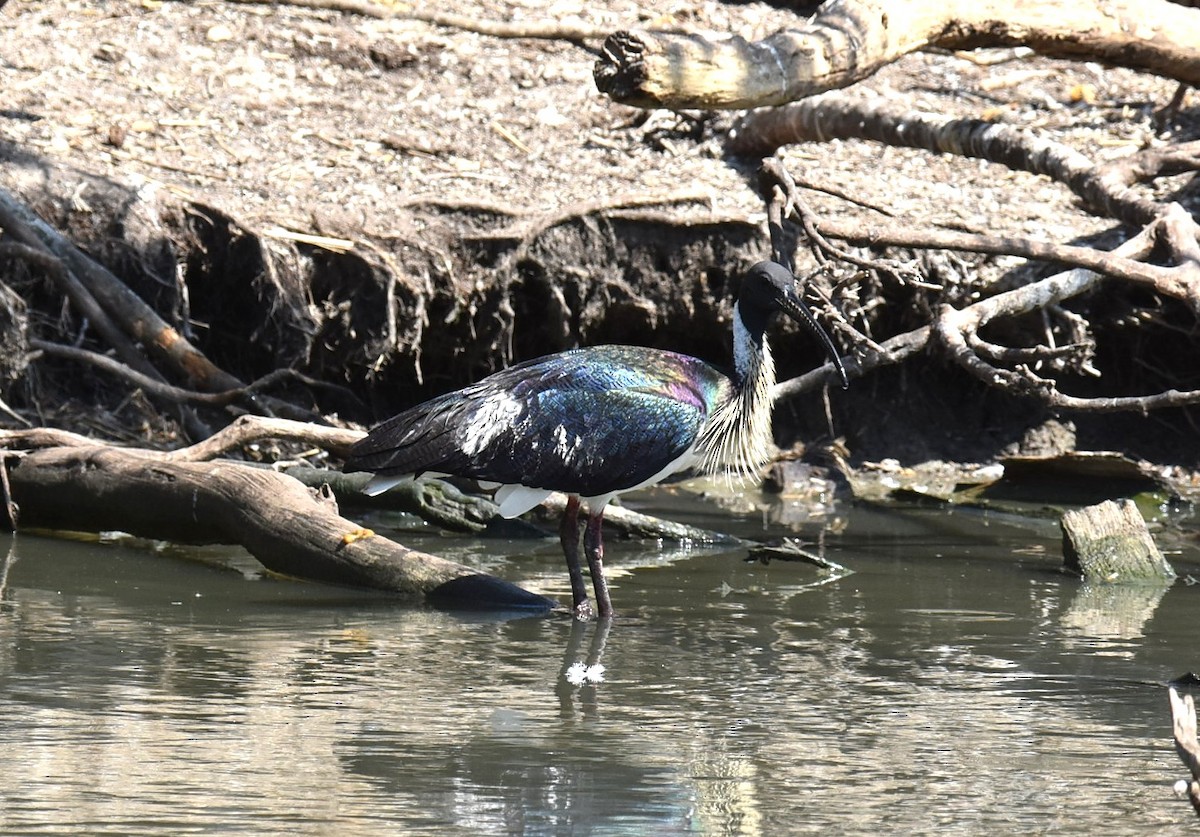 Straw-necked Ibis - ML643271297