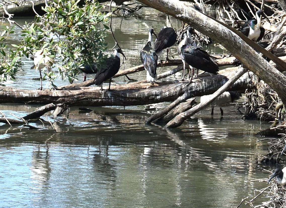 Straw-necked Ibis - ML643271302