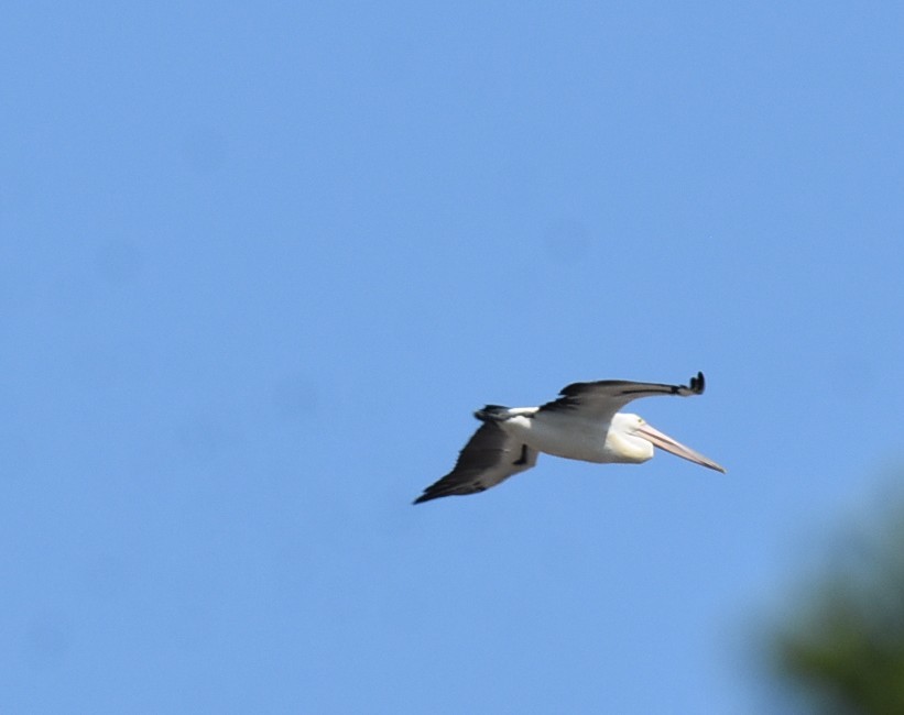 Australian Pelican - ML643271305