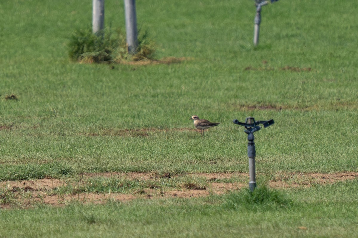 Caspian Plover - ML643271307