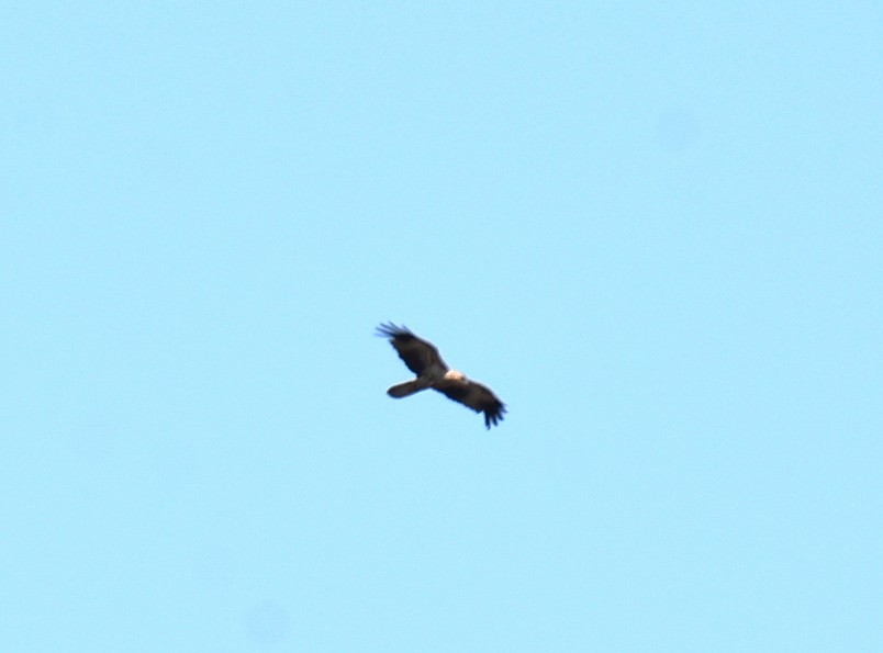 Whistling Kite - ML643271311