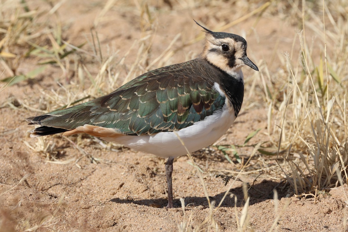 Northern Lapwing - ML643271313