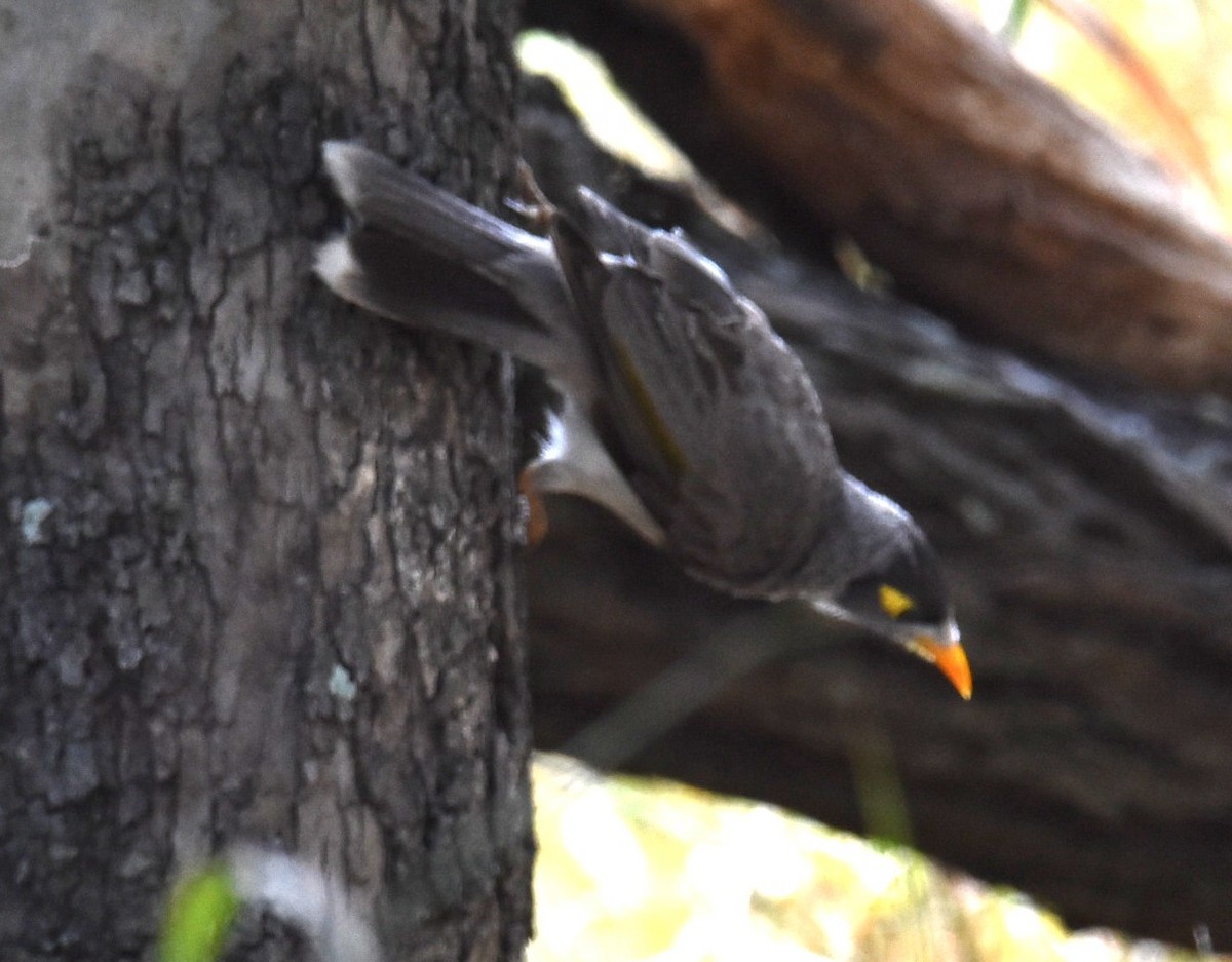Noisy Miner - ML643271315