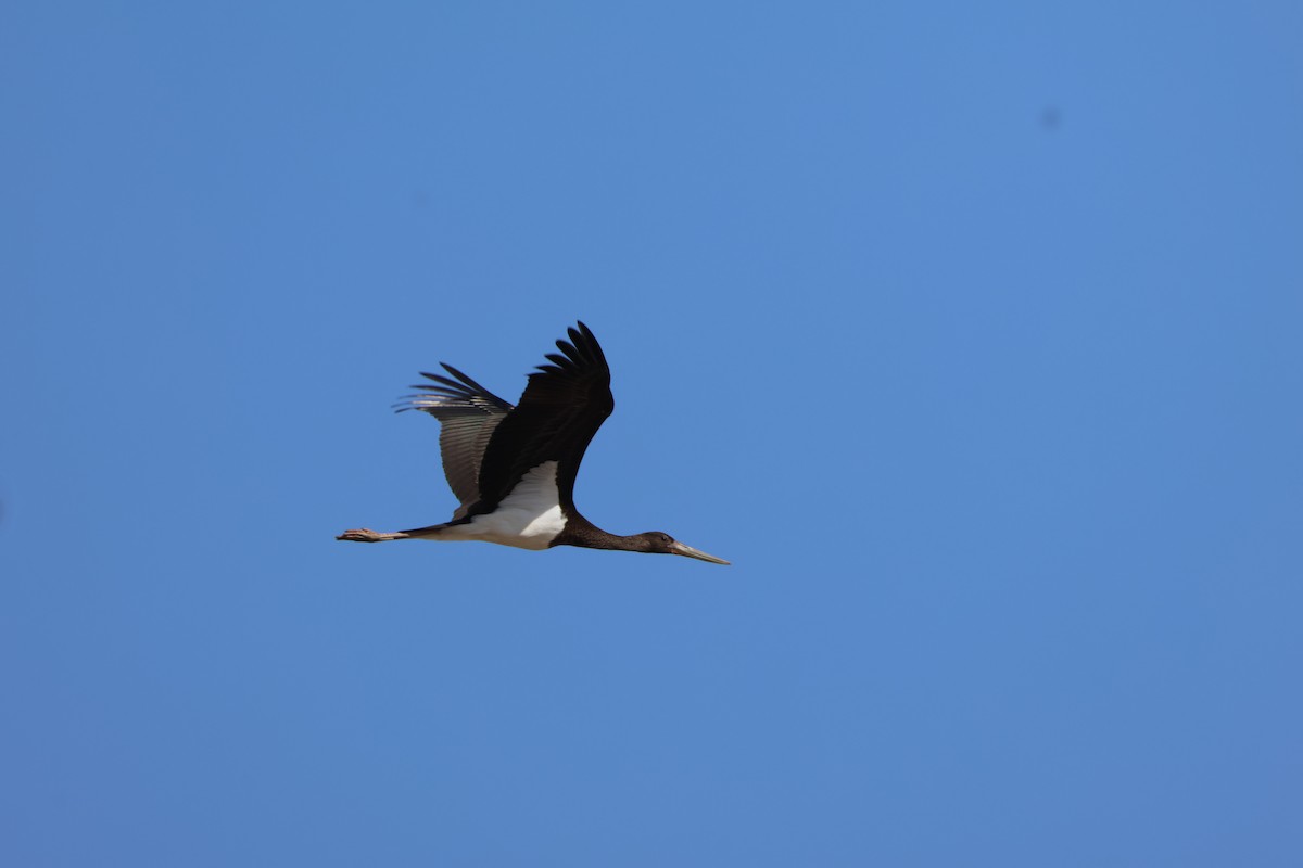 Black Stork - ML643271316