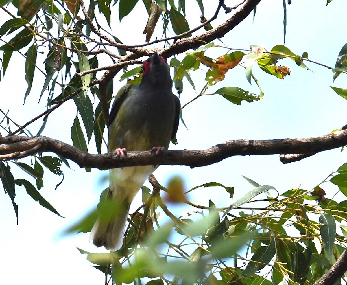 Australasian Figbird - ML643271320