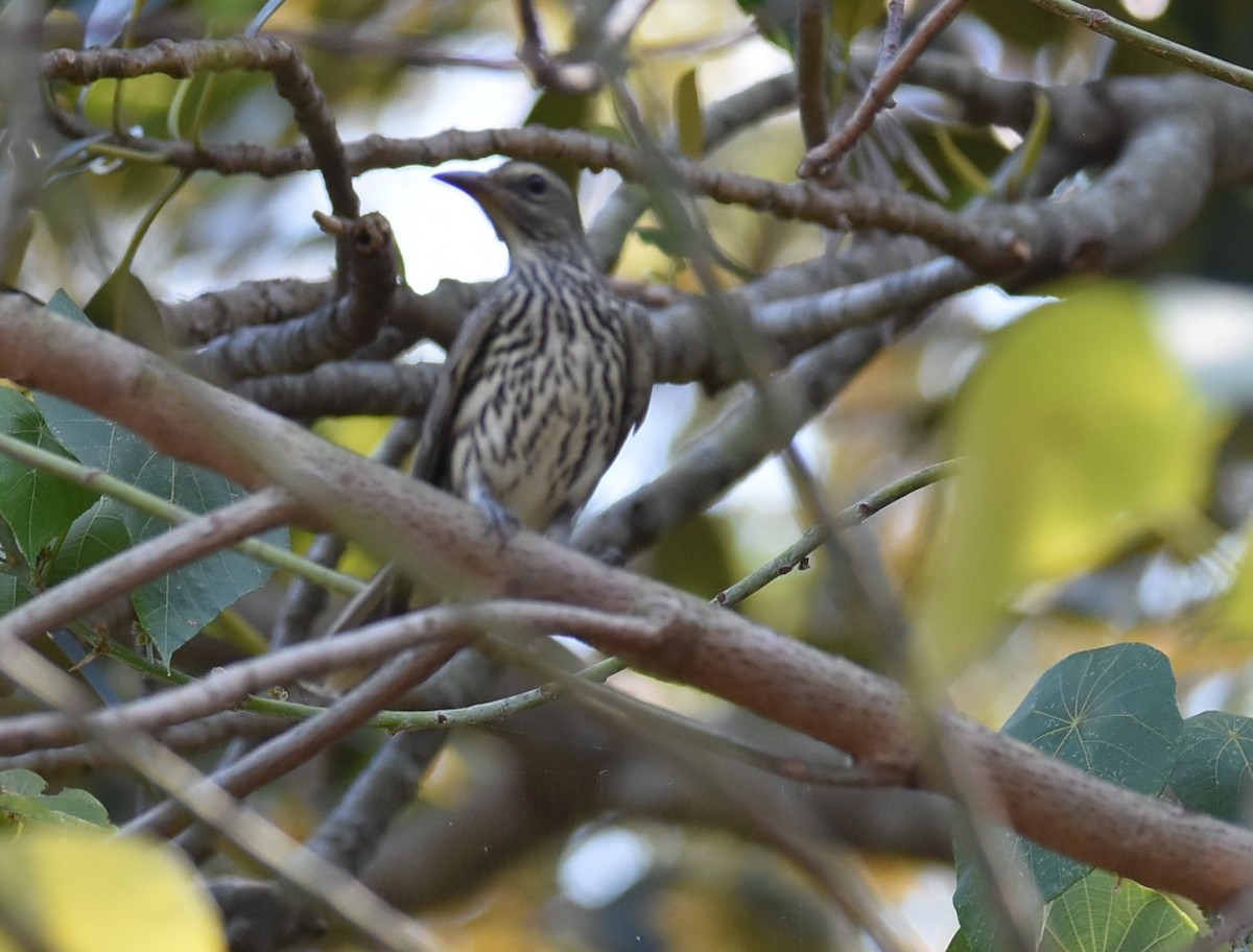 Australasian Figbird - ML643271323