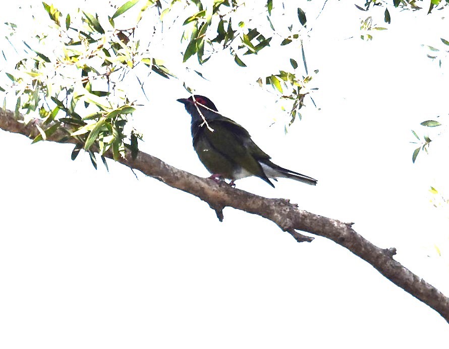 Australasian Figbird - ML643271324